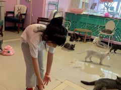 -70cat德文卷毛猫·缅因猫纯种猫舍