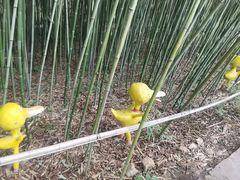 -竹泉村旅游度假区