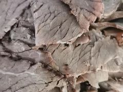 -黑竹沟新场牛肉火锅