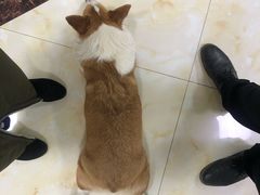 -德元·美联众合24小时动物医院(总院)