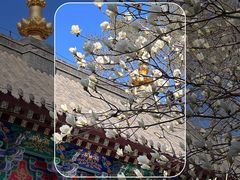 -护国法轮寺