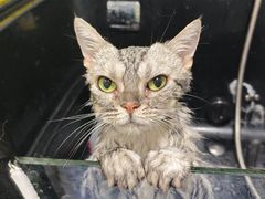 -宠颐生宠物医院·心肾内科·猫专科诊疗中心宠巢店