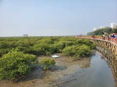 -北海金海湾红树林生态旅游区
