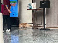 -上海崇明金茂凯悦酒店