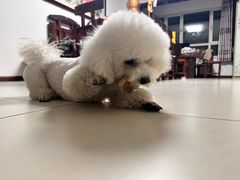 -心仪动物医院·牙专科·肿瘤·心脏科(西客站院)