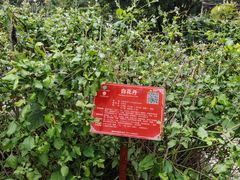 -广西壮族自治区药用植物园