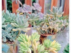 -金陵花卉交易市场