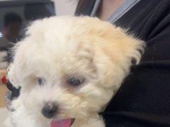 -翊宠yipet猫狗购宠庄园