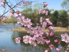 -大兴滨河森林公园