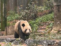 -中国大熊猫保护研究中心雅安碧峰峡基地