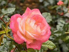 -人民公园(罗湖区)