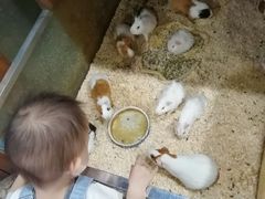 -上海大自然野生昆虫馆(东方明珠·爬宠昆虫探索中心)