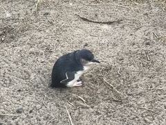 -企鹅岛