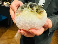 -肆月河豚·新淮扬(金融街店)