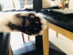 -平行世界·猫咖(首经贸店)