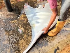 -尼甘布海鲜市场