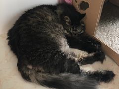 -纳吉亚猫专科动物医院·北北分院