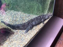 小扬子鳄-河川生态园