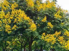 -莲花山公园