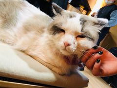 -白兔子密室(长寿路店)