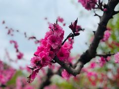 -郑州植物园