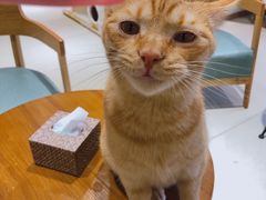 -藏猫猫咖啡主题馆(中央大道店)