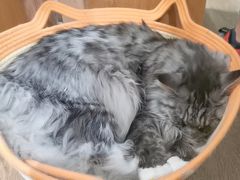 -MOCHA明星猫咖(田子坊店)