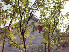 -北京古城老院厉晓麟精致菜