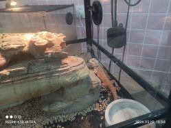 -Moni星球萌宠·小马宝莉·灵蛇·高端高阶全萌宠互动体验俱乐部(红豆国际广场店)
