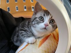 -喵zoo家庭繁育猫舍(尖东智能花园店)