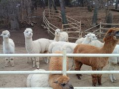 -沈阳森林动物园