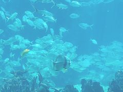 -海棠湾洲际-涛·海底餐厅·美人鱼·自助餐·海底隧道