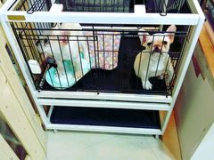 -1013 PET SHOP 宠物商店(近铁城市广场店)