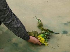 -合肥滨湖国家森林公园