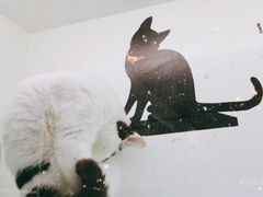 -猫小院猫主题餐厅(三里屯店)