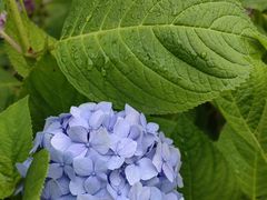 -上海滨江森林公园