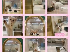 -飞行喵MR PILOT|猫舍·猫咖(静安大融城店)