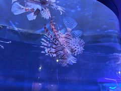 -大连圣亚海洋世界