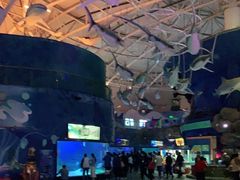 -烟台海昌鲸鲨海洋公园