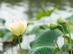 -昆山城市生态森林公园