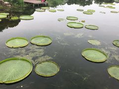 -荷塘月色湿地公园·向阳花洲