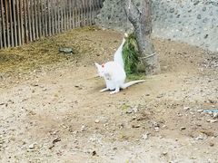 -清迈夜间动物园