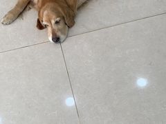 -佳雯宠物医院·皮肤科·内外科(春晓路分院)