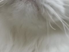 -艾贝尔宠物医院·狂犬免疫点(江山金象城店)