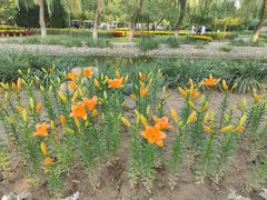 -石家庄市植物园