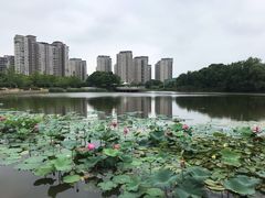 -新江湾城公园