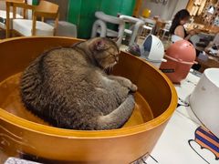 -藏猫猫咖啡主题馆(中央大道店)