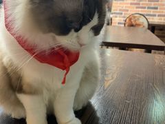 -蓝鲸·缅因猫舍