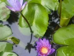 -佛山市祖庙博物馆