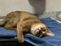 -纳吉亚猫专科动物诊疗中心(蒋宅口分院)